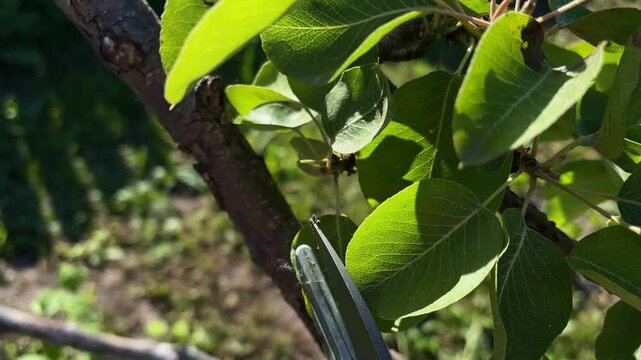 Thinning out young green pear fruit with garden pruner close-up