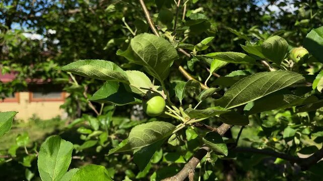 Agricultural thinning of young green apples to improve crop quality