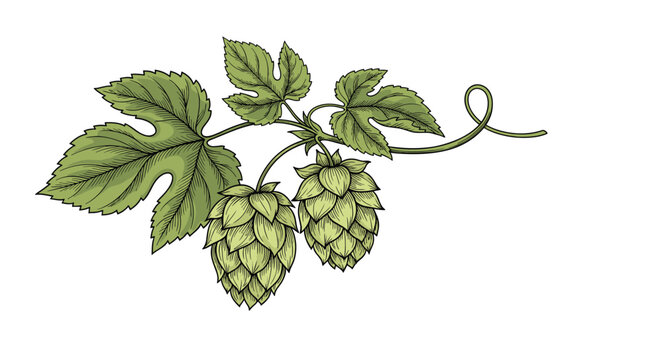 Hand-drawn botanical illustration of a hops vine segment features two large green cones and several leaves with realistic textures and shading.