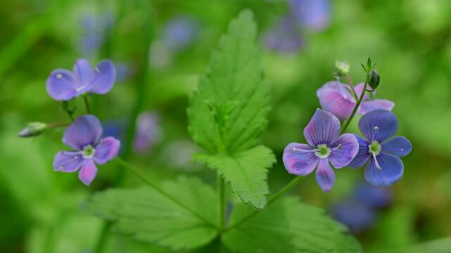 Beautiful wild blue flowers in spring forest. (Veronica chamaedrys).  Natural spring background.
