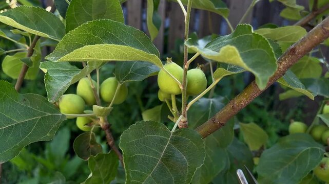 Thinning out a cluster of young green apples with a garden pruner