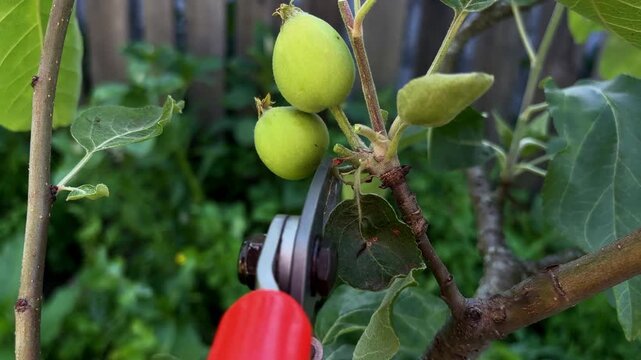 A close-up video of cutting or thinning out a fruit tree branch with young green unripe apples using sharp garden shears. Concept of orchard care, gardening, farming