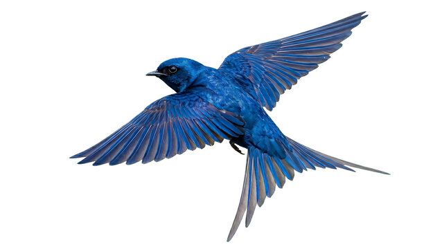 Barn swallow flying PNG isolated on transparent background, Hirundo rustica bird with blue plumage and long forked tail, wildlife