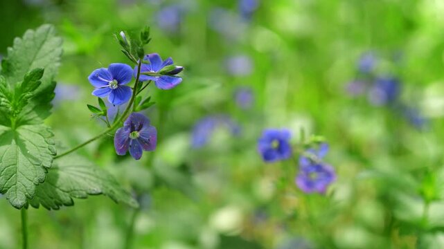 Beautiful wild blue flowers in spring forest. (Veronica chamaedrys).  Natural spring background.