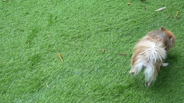 Small dogs playing on green artificial grass, cute outdoor pet daycare scene with playful animal lifestyle atmosphere.