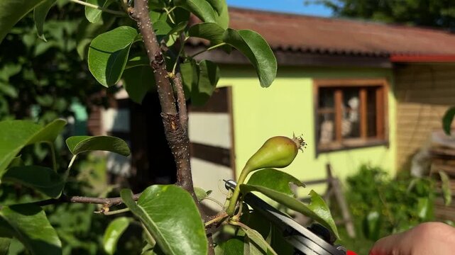 A close-up video of cutting off excess young green unripe pears from a tree branch using sharp garden shears. Agriculture concept of fruit thinning for better harvest quality, orchard care