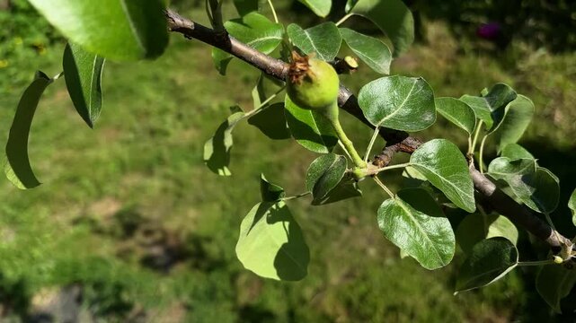 Cutting off a young pear from a tree branch with a garden pruner