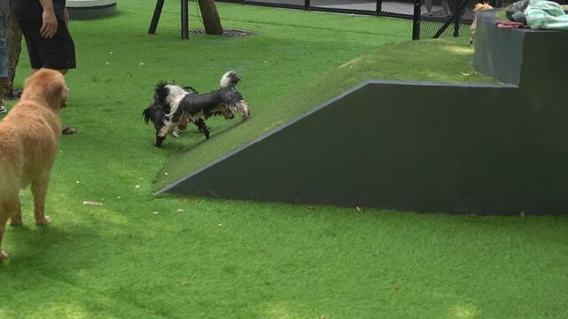 Golden retriever and small wet dogs playing together on green turf in a sunny dog park, lively outdoor pet daycare lifestyle footage.