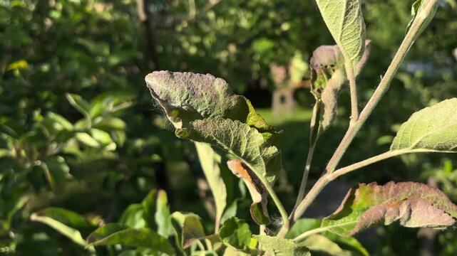 Close-up of diseased and curled leaves on an apple tree branch