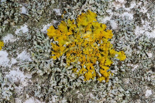 This is a foliose lichen commonly known as Xanthoria parietina.