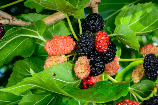 These are mulberries, specifically Morus species.