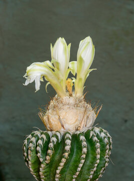 This plant is a Discocactus horstii, a critically endangered cactus native to Brazil known for its fragrant, white nocturnal blooms.