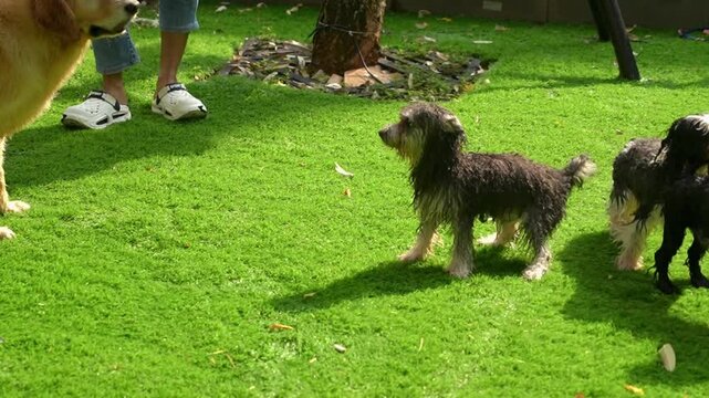 Playful dogs on green grass outdoors, featuring a golden retriever and small wet dogs in a sunny backyard scene.