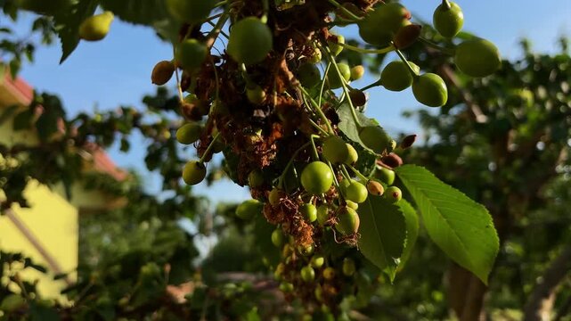 Close-up of green unripe sweet cherries growing on a tree branch
