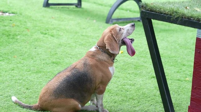 Beagle dog panting on green grass outdoors, cute pet video with natural park vibe and bright summer mood.