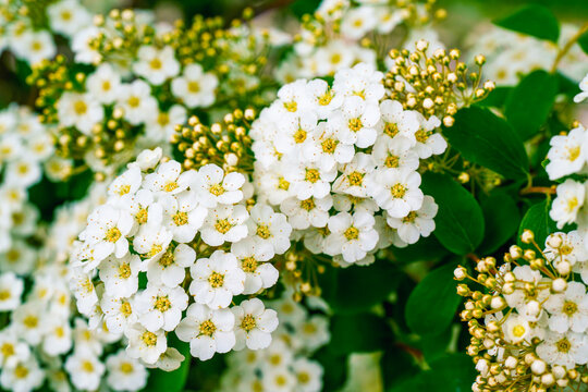 Macro shot of a dense cluster of blooming white spiraea flowers and buds