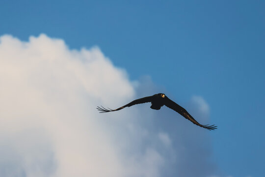 View of a Verreaux's eagle soaring through the sky with its wings spread wide against a backdrop of soft white clouds in Skukuza, Mpumalanga, South Africa.