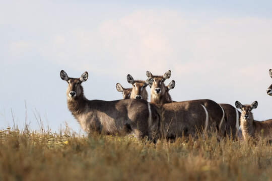 View of a herd of waterbucks standing in the tall grass of the savanna in Kruger National Park, Skukuza, Mpumalanga, South Africa.