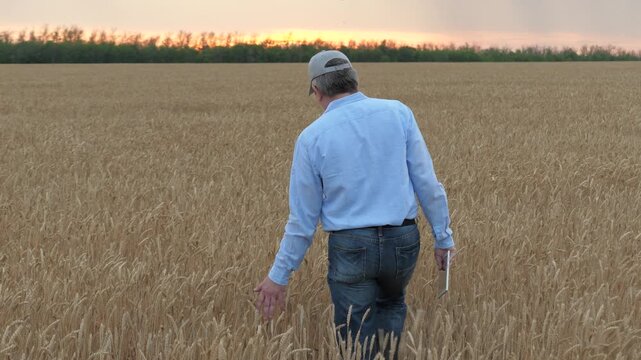 agriculture, wheat field, golden wheat farm field sunset, farmer cap outdoors, farmer working with digital tablet touching hand wheat grains field, grain field, golden ears wheat nature sunset