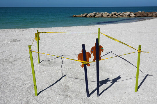 A designated turtle nesting area bordered by yellow stakes and caution tape. Such conservation efforts are vital for the survival of various species of turtles as they lay their eggs in coastal areas.