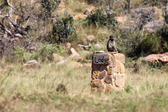 View of a baboon sitting on a stone pillar marked Lodge in the savanna of Kruger National Park Skukuza, Mpumalanga, South Africa.