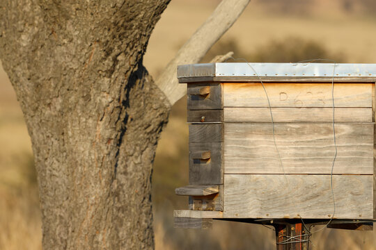 View of a wooden beehive box standing next to a tree trunk in a sunlit rural field Pretoria, Gauteng, South Africa.