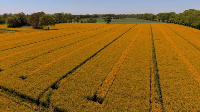 An aerial drone view sweeping diagonally over a massive blooming rapeseed field blanketed in bright yellow flowers, showing long parallel tractor tracks that stretch toward a green treeline