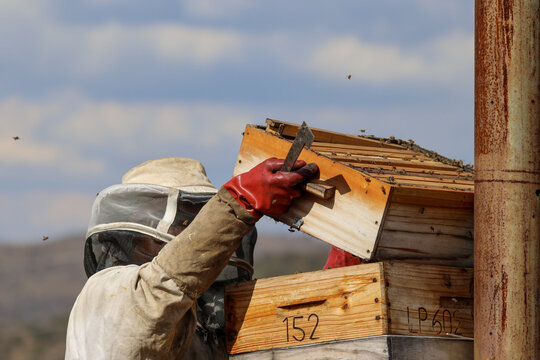 View of a beekeeper in a protective suit and red gloves inspecting wooden beehives with bees flying around under a cloudy sky Pretoria, Gauteng, South Africa.