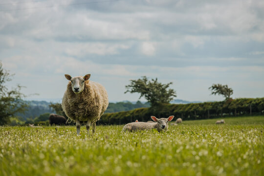 An adult Texel ewe standing in a lush green pasture with her lamb lying down on grass under an overcast sky. Commercial sheep farming in rural landscape.