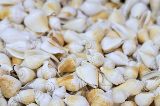 View of a large collection of Gonggong or small white and yellowish spiral sea shells piled together from Tanjungpinang, Bintan, Kepulauan Riau, Indonesia.