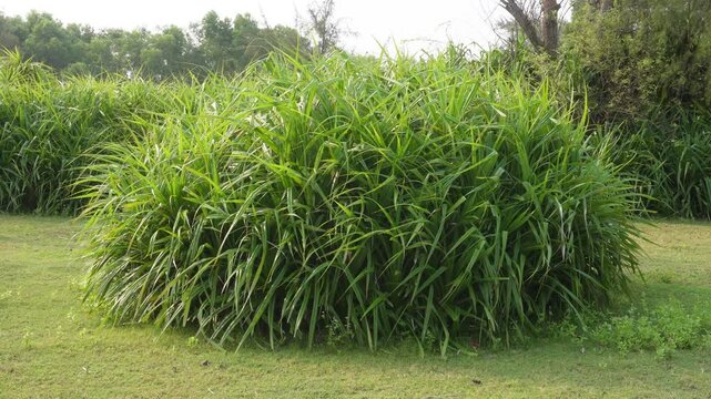 Dense Cluster of Tall Green Napier grass Plants in Field