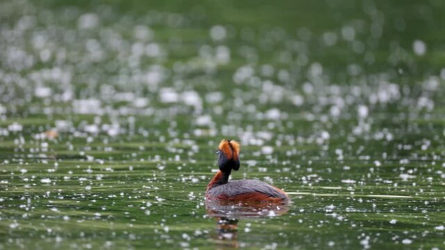 A horned grebe swims in the lake. Close-up. Rare bird. IUCN Red List