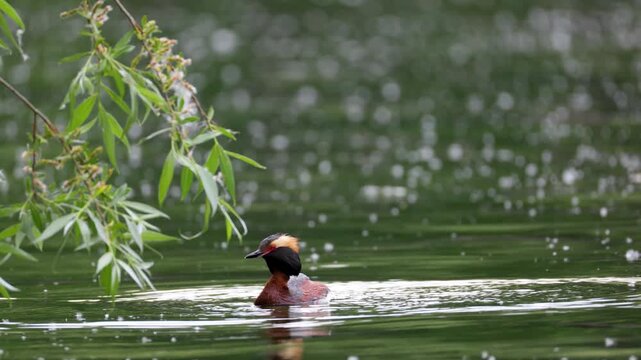 A horned grebe swims in the lake. Close-up. Rare bird. IUCN Red List