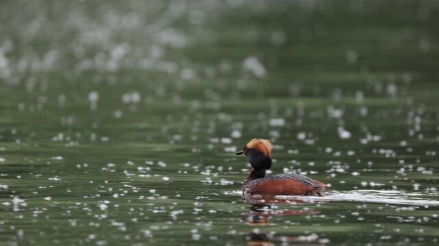 A horned grebe swims in the lake. Close-up. Rare bird. IUCN Red List
