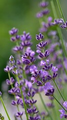 Fototapeta premium A close-up shot of fresh purple lavender flowers blooming in a summer garden