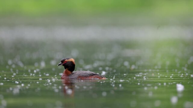 A horned grebe swims in the lake. Close-up. Rare bird. IUCN Red List