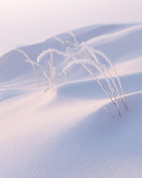 Frosty Grasses in Snow - Minimalist Winter Nature Background