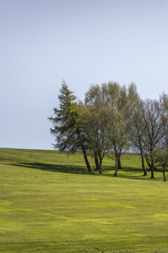 View of a group of trees standing on a rolling green grassy hill under a clear blue sky in Lancaster, England, United Kingdom.