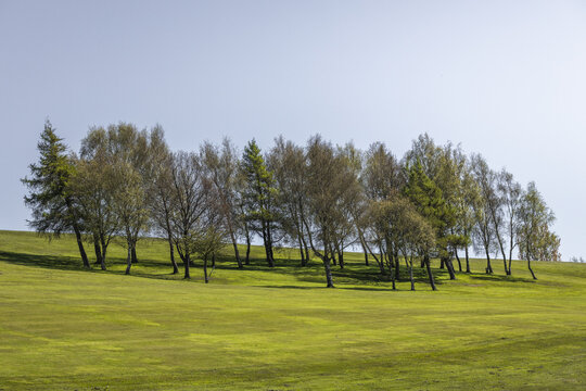 View of a small cluster of deciduous and evergreen trees standing on a vibrant green grassy hill under a clear blue sky Lancaster, England, United Kingdom.