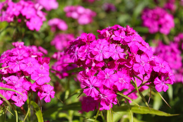Obraz premium Pink carnation flowers bloom in the garden 
