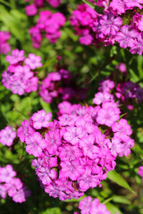 Obraz premium Pink carnation flowers bloom in the garden 