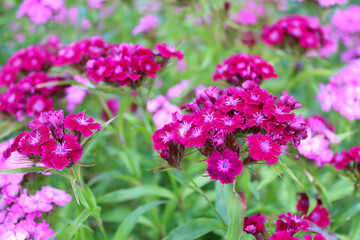 Obraz premium Pink carnation flowers bloom in the garden 