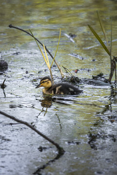 View of a small mallard duckling swimming in murky pond water surrounded by reeds and mud in Lancaster, England, United Kingdom.