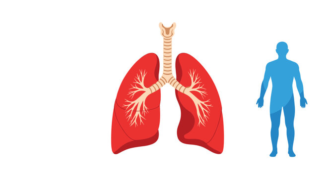 Anatomical illustration of human respiratory system showing lungs and trachea next to person silhouette for medical education.