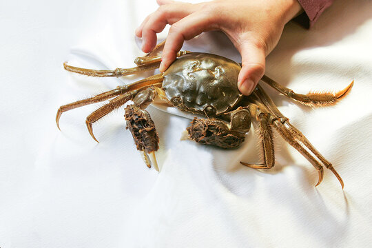 Hand holding a live hairy crab on a white tablecloth