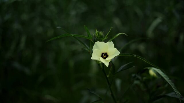 Pale Cream Blossom of Okra Plant Shaded by Green Summer Foliage