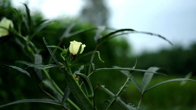 Pale Yellow Abelmoschus Moschatus Flower with Deep Burgundy Center