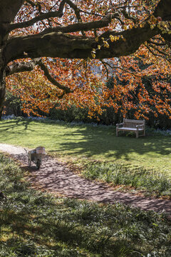 View of a large tree with vibrant orange leaves overhanging a garden path with a wheelbarrow and a wooden bench on a sunny lawn in Lancaster, England, United Kingdom.