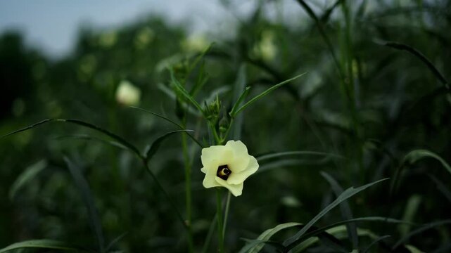 Pale Yellow Okra Flower Blooming on Plant in Organic Farm