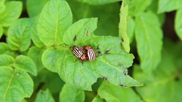 Colorado potato beetle - Leptinotarsa decemlineata on potato bushes. Pest of plants and agriculture. Treatment with pesticides. Insects are pests that damage plants.